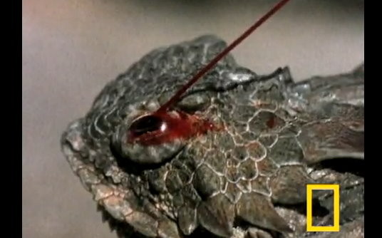 噴血蜥蜴 的凝視眼球射出1 5公尺血柱嚇跑敵人 Ettoday寵物雲 Ettoday新聞雲