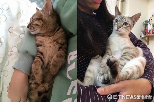 貓咪軟綿綿的該怎麼抱?專家:抓後頸會導致肌肉受傷!(圖/記者易景萱、陳思妤攝)