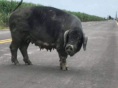 无辜遭丢躺路边…彰化惊见传说「五爪猪」!网:人类投胎不能杀