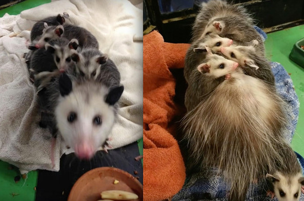 重傷負鼠背馱9幼鼠，拼死鑽進人類家求援。（圖／翻攝自YouTube@Buzz60）