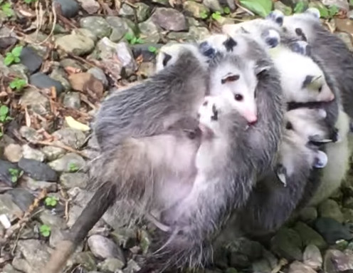 負鼠媽媽身上背著12隻寶寶。（圖／翻攝自YouTube@The Dodo） 