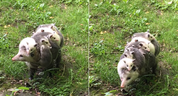 負鼠媽媽身上背著12隻寶寶。（圖／翻攝自YouTube@The Dodo） 