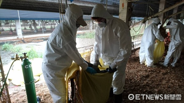 ▲屏東縣一土雞場染禽流感，共計撲殺9000隻雞。（圖／屏東縣動物防疫所提供）