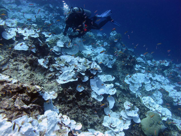 ▲▼珊瑚白化coral bleaching。（圖／美聯社）
