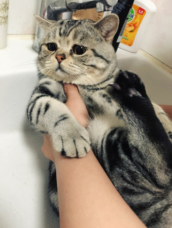 ▲不願洗澡的貓咪。（圖／翻攝我和我的寵物日常微博，下同。）