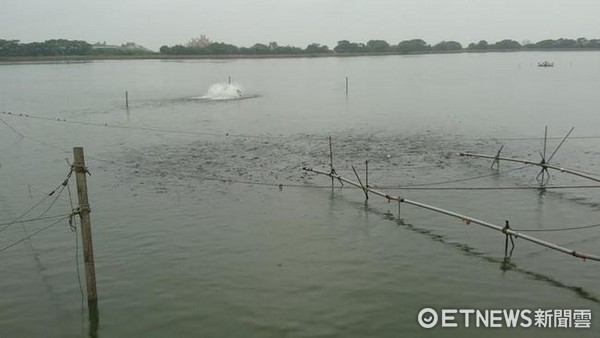 ▲吳郭魚湖泊病毒死亡率並外傳的２０％～７０％那麼高，８—２２號魚隻仍生龍活虎搶食飼料。（圖／記者楊熾興攝）