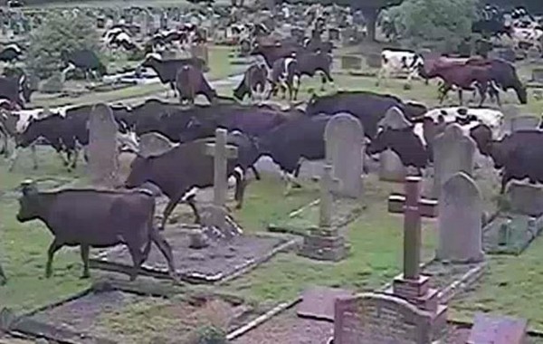 ▲▼ 400多頭牛突然衝進一個墳場，踐踏草皮。（圖／翻攝自Youtube）