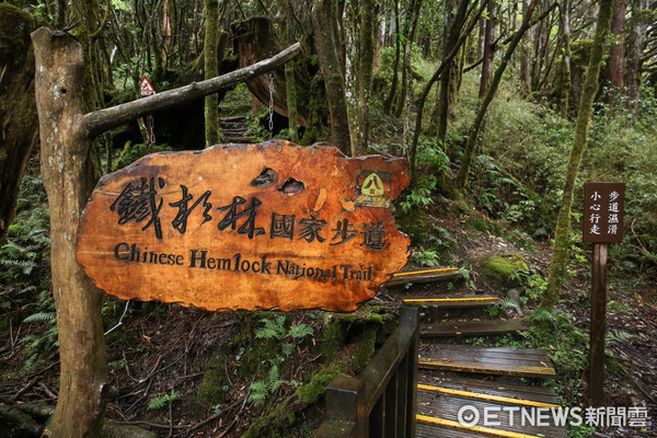 ▲▼宜蘭太平山-鐵杉林步道。（圖／記者周宸亘攝）