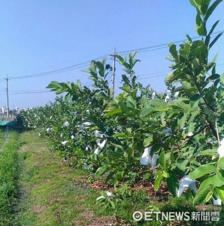 ▲彰化社頭珍珠芭樂。（圖／一籃子提供）