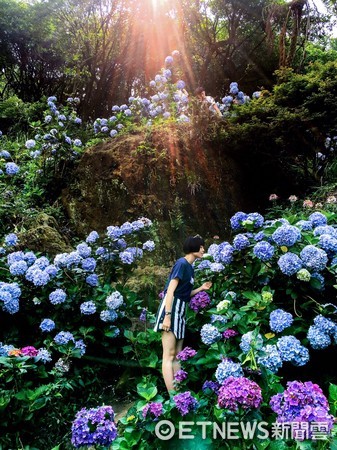 台灣女網友「香菇」一張在陽明山的繡球花照片，獲Instagram官方帳號選為PO文，短短3天超過145萬網友按「喜歡」。（圖／香菇授權提供）