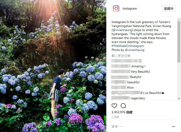 台灣女網友「香菇」一張在陽明山的繡球花照片，獲Instagram官方帳號選為PO文，短短3天超過145萬網友按「喜歡」。（圖／翻攝Instagram官方帳號）