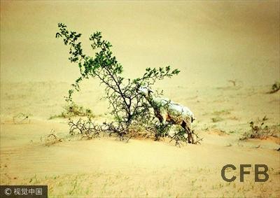 ▲土地沙漠化是中國大陸近來面對的自然危機。（圖／視覺中國CFP）