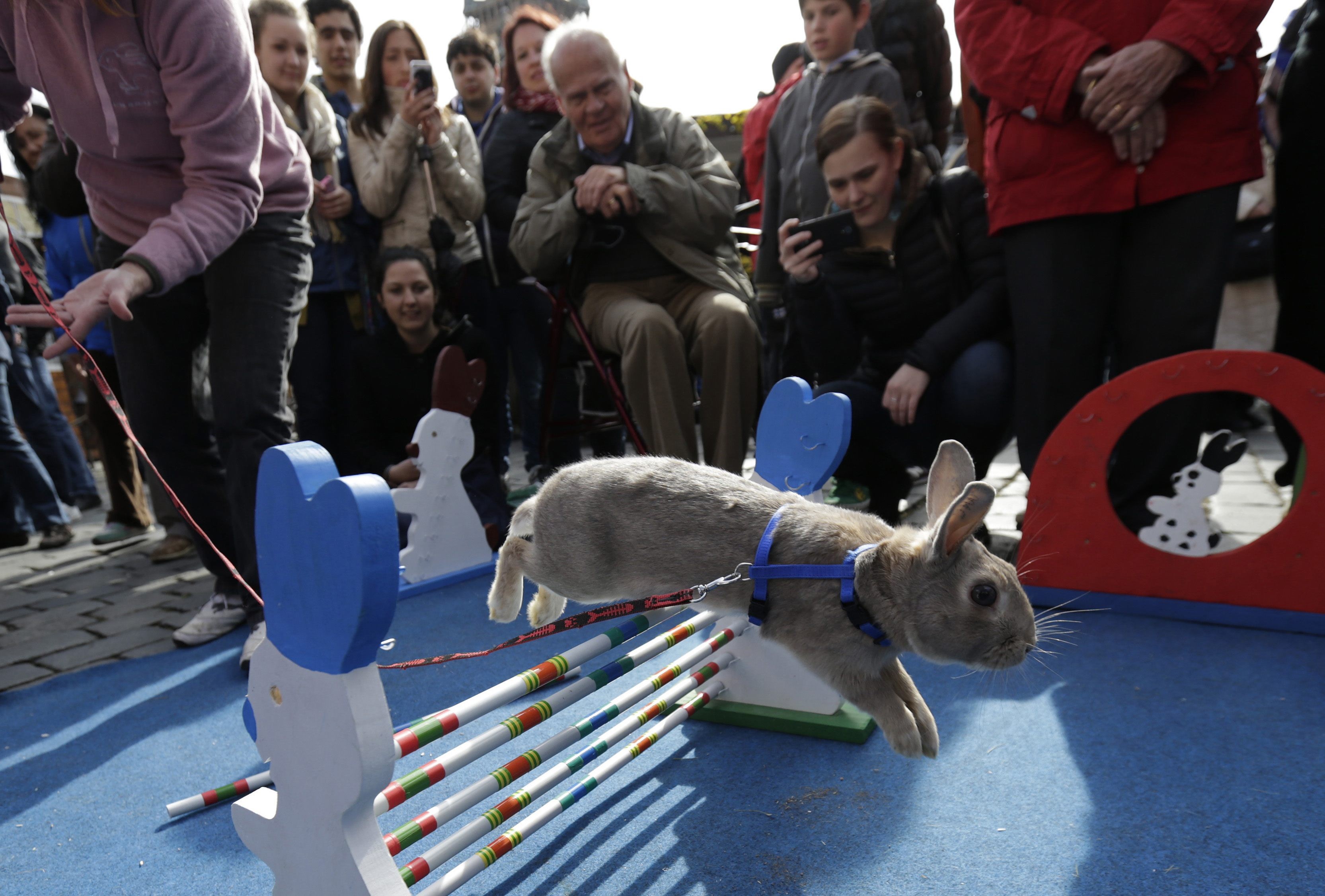 ▲▼短腿兔子也能變駿馬　跨欄障礙賽跳高高。（圖／CFP）