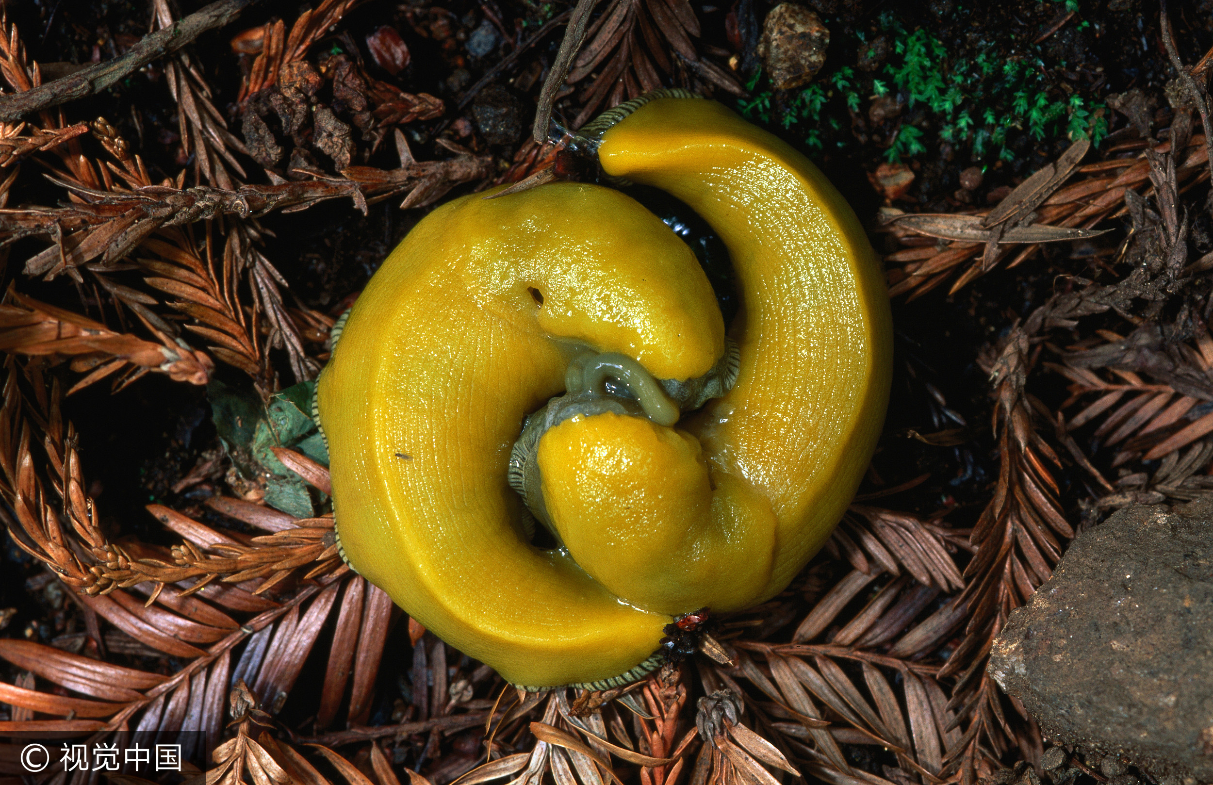 香蕉蛞蝓猛吃蒲公英萌樣翻轉形象 Ettoday寵物雲 Ettoday新聞雲