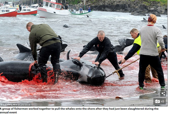 ▲▼法羅群島捕鯨，大海染成血紅。（圖／翻攝自每日郵報）