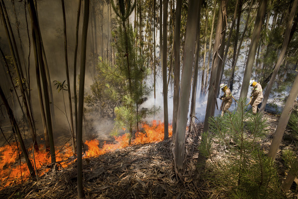 ▲葡萄牙發生嚴重森林大火。（圖／達志影像／美聯社，下同）