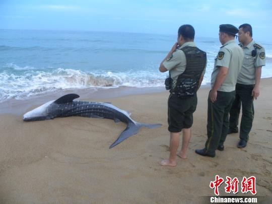 ▲幼年鯨鯊擱淺　小小年紀就「體長就有4公尺！」。（圖／中新網）