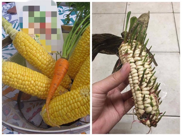网友收到爸爸给的玉米竟然发芽(图/记者庄雅婷摄(左)/爆废公社)