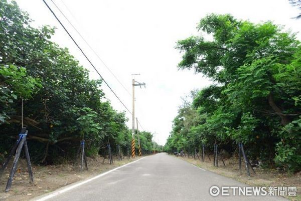 ▲桃園市推動「桃花園造林計畫」，選定許厝港戰備道路為示範區。（圖／桃園市政府提供）