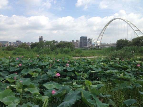 河濱荷花（圖／新北市政府提供）