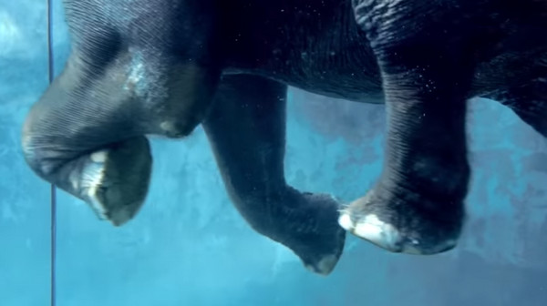 夏天好熱玩水囉！　日本動物園亞洲象游泳全方位展示。（圖／富士サファリパーク官網）