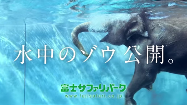 夏天好熱玩水囉！　日本動物園亞洲象游泳全方位展示。（圖／富士サファリパーク官網）