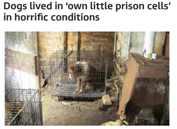 36狗受困狹小牢籠與屎尿共活　冠軍訓犬師被判終身禁養 。（圖／翻攝自英國《ITV News》／PSPCA提供）