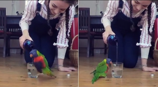 ▲彩虹鸚鵡愛喝水，看到飼主在倒超興奮。（圖／翻攝自IG：lorikeetlove）