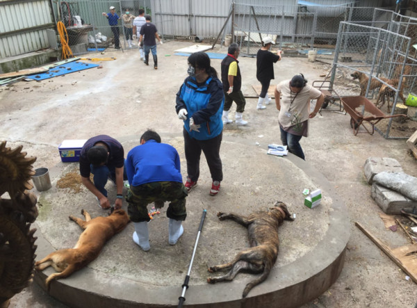 ▲飼主入獄2個月...狗狗餓成骷髏　34隻高山犬求包養。（圖／翻攝自「桃園市推廣動物保護協會」臉書）