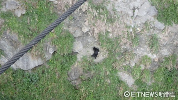 玉山國家公園南安管理站保育巡查員，在瓦拉米登山口的山風一號吊橋下溪谷發現台灣黑熊踪影。（圖／玉管處提供）