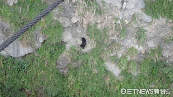 玉山國家公園南安管理站保育巡查員，在瓦拉米登山口的山風一號吊橋下溪谷發現台灣黑熊踪影。（圖／玉管處提供）