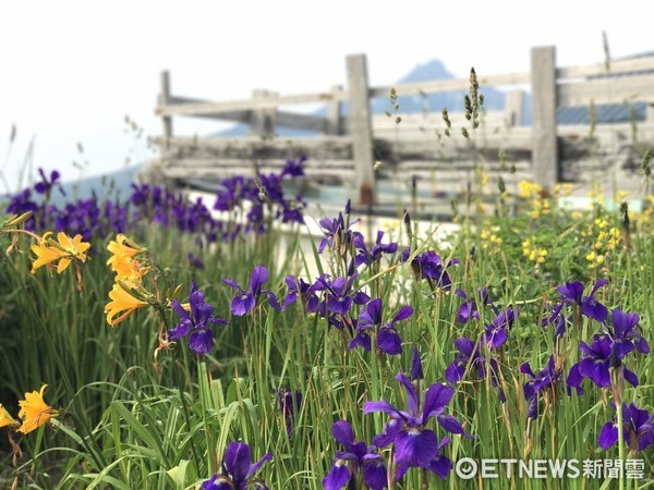 ▲日本最北端秘境小島，利尻島、禮文島。（圖／記者賴文萱攝）