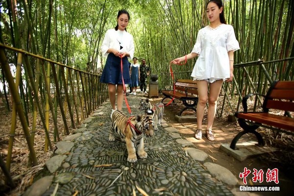 河南美女公園遛雙胞「東北虎」，毛球到處跑跳親近大自然。（圖／翻攝自中新網）