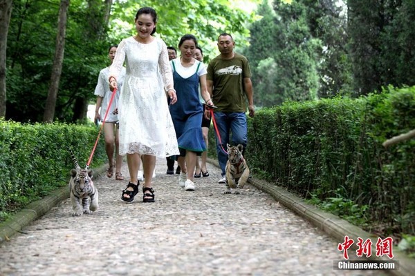 河南美女公園遛雙胞「東北虎」，毛球到處跑跳親近大自然。（圖／翻攝自中新網）