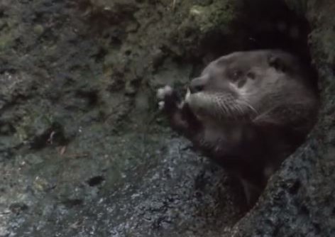 小水獺第一次見爸爸太緊張，卡洞、腳滑摔進水池。（圖／翻攝自Oregon Zoo粉專）