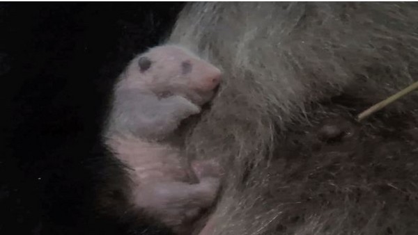 ▲上野動物園貓熊寶寶確定是小女生。（圖／翻攝自上野動物園網站，下同）