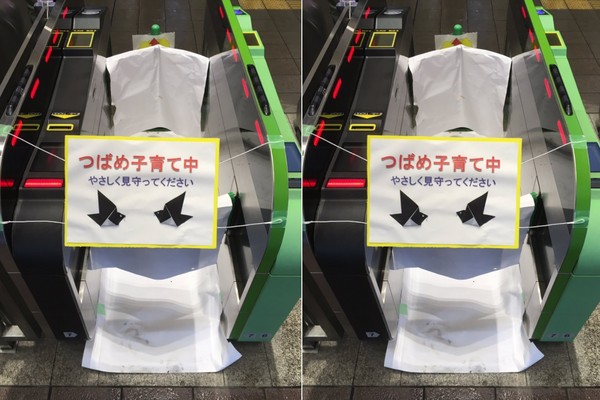 ▲日本JR車站為了保護燕子窩，封閉驗票機！（圖／翻攝自推特：コペハ鳥）