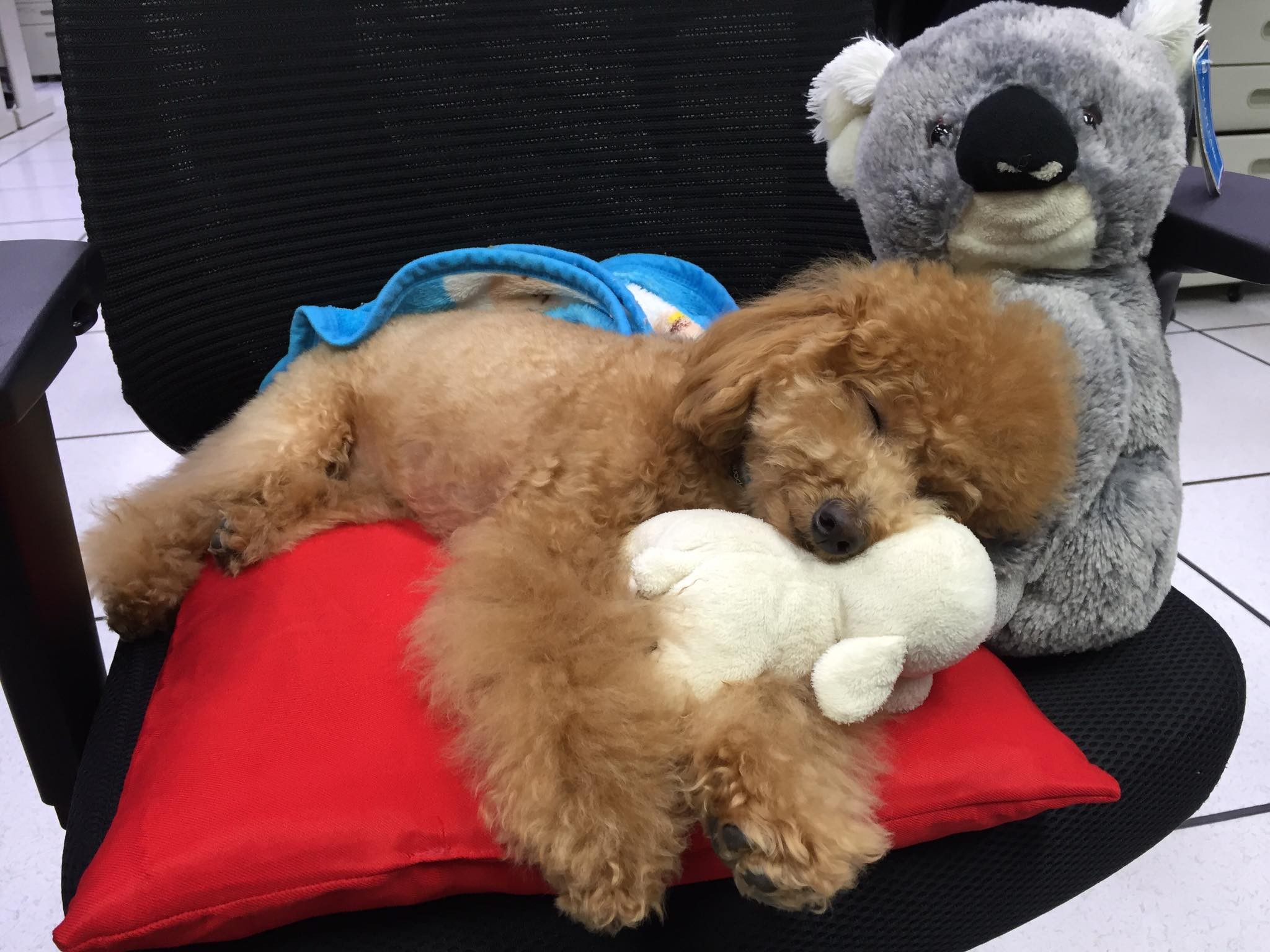 狗狗睡眠不足都是主人害的 熊爸 散步玩太瘋也是原因 Ettoday寵物雲 Ettoday新聞雲