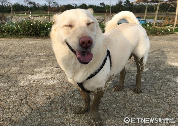 ▲米克斯小米背肉太多擠成「洗衣板」。（圖／飼主Joy Tsai提供，請勿隨意翻拍，以免侵權。）