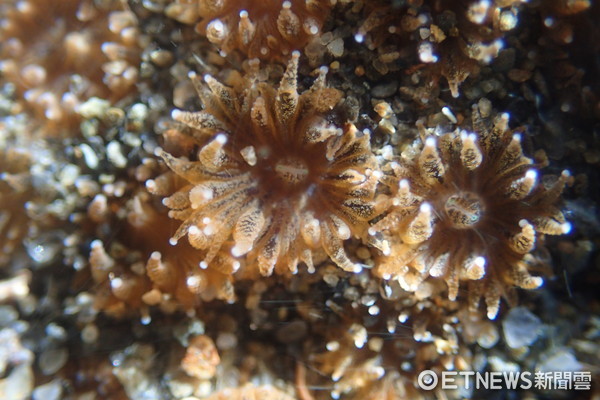 ▲被列為一級保育的柴山多杯孔珊瑚的最大棲地可能就是將被中油第三天然氣接收站預定地的大潭藻礁內。（圖／桃園在聯盟提供）