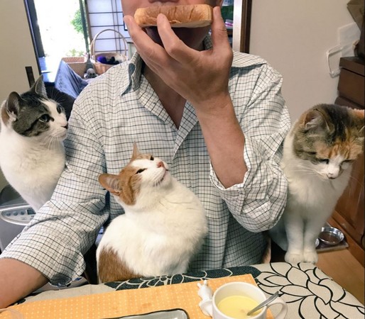 ▲長樂寺住持吃個早餐壓力大，身邊圍繞許多小貓，牠們投以強烈的眼神觀看。（圖／翻攝自推特「那須の長楽寺」）
