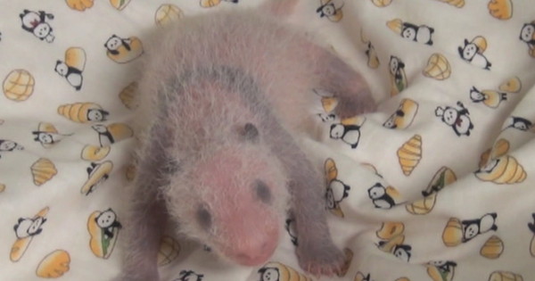 ▲上野動物園的新貴小貓熊，出生後兩星期左右原本粉紅色、覆蓋白毛的身軀，會開始長出黑色及白色的毛，慢慢變成常見的熊貓樣子。（圖／翻攝自上野動物園官網）