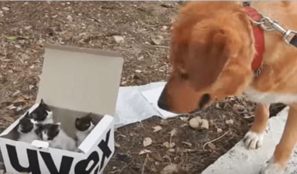 ▲散步時發現廢棄紙箱，狗狗意外當了爸（圖／翻攝自Youtube  The Orphan Pet）