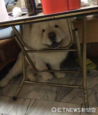 ▲人家不想剪腳毛!大塊頭鬆獅「硬擠桌底」 躲起來傻笑看媽。(圖/網友吳靜怡提供)