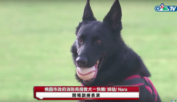 ▲搜救犬「快樂」開球。（圖／翻攝CPBL.TV）