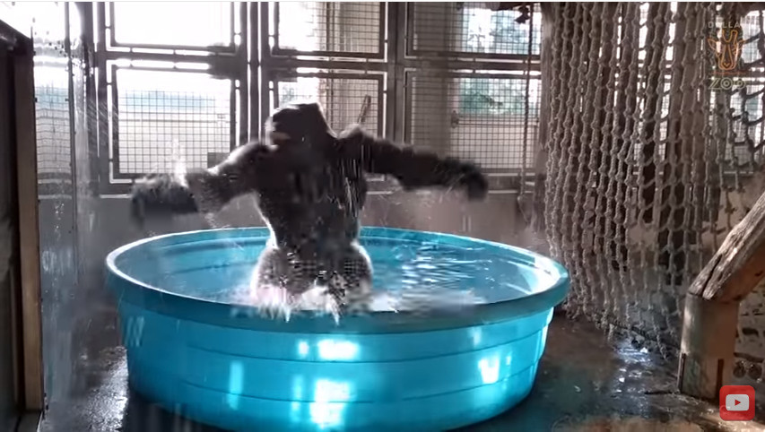 ▲▼ 黑猩猩玩水變「魔性旋轉」。（圖／翻攝自Dallas Zoo Youtube）
