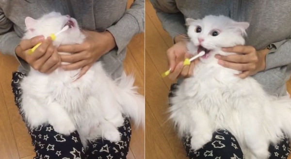 韓國喵星人娜娜對刷牙恐懼。（圖／翻攝自Instagram@cccat123）