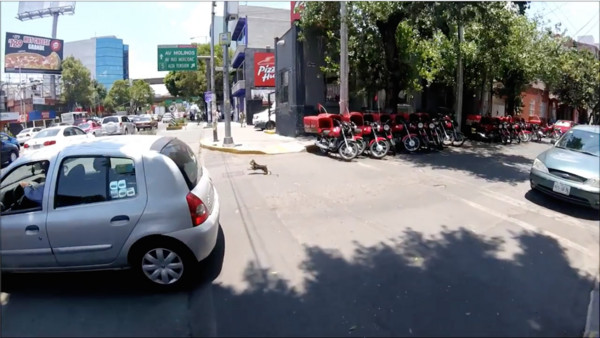 ▲國外狗狗在街頭上演玩命關頭？！（圖／翻攝自Ciudad de México en bici粉絲專頁。）