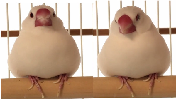 ▲這是羽毛澎不是胖！白文鳥站著睡　擠成一塊「麻糬」。（圖／翻攝自Instagram:bun_tukushi）
