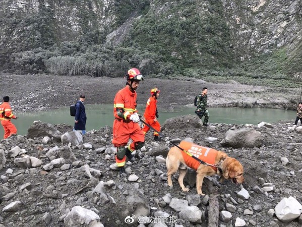 ▲▼四川山崩滅村，搜救犬投入救援，累癱了。（圖／取自《成都商報》微博）